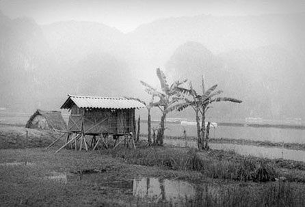 Vietnam - Ninh Binh   rýžová pole II.