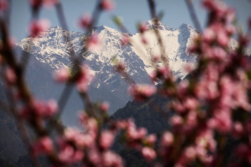 Indie - Uttaranchal, Kangra Valley, 2012