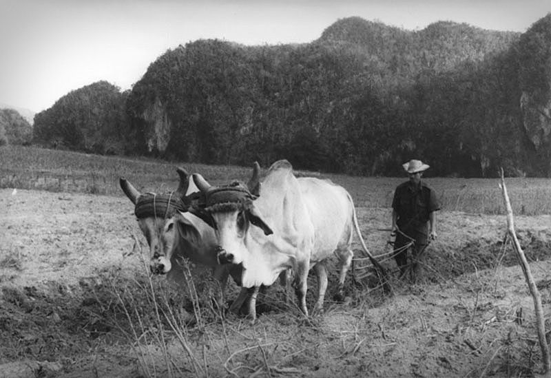 Kuba - Viňales - Agrícola i Mogotes